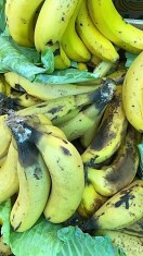 syntech-research-pudricion-platanos-bananas.jpg