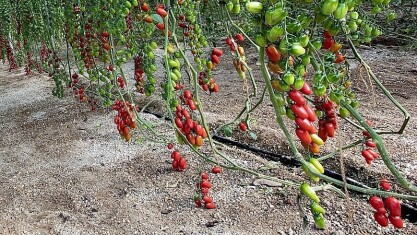 semillas-fito-tomate-cherry-1.jpg