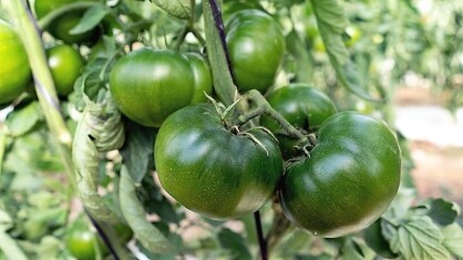 semillas-fito-carbonero-tomate.jpg