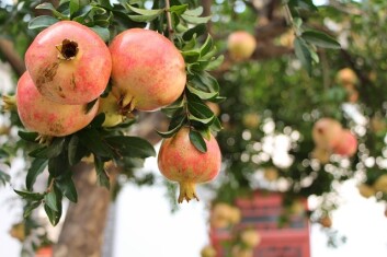 pomegranate-989551_640.jpg